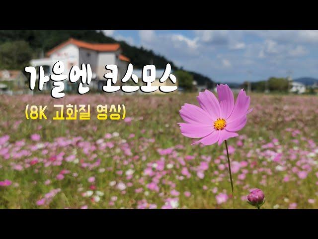 [8K 고화질 영상] 가을엔 코스모스~