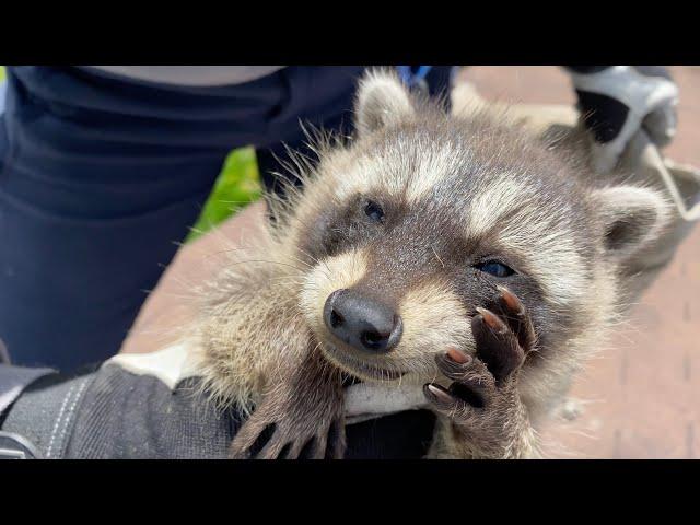 A Job For The Pros! | Raccoon Family In Chimney