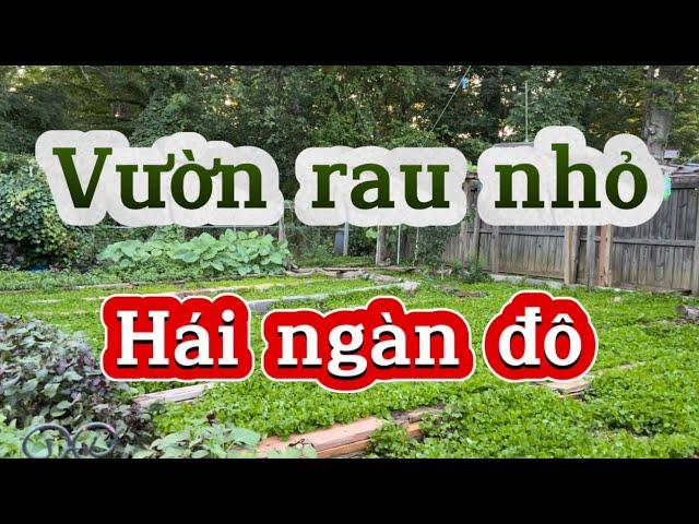 Vườn rau sạch của bác ba - đam mê trồng cây tuổi già, đổi lại sức khoẻ tốt‼️