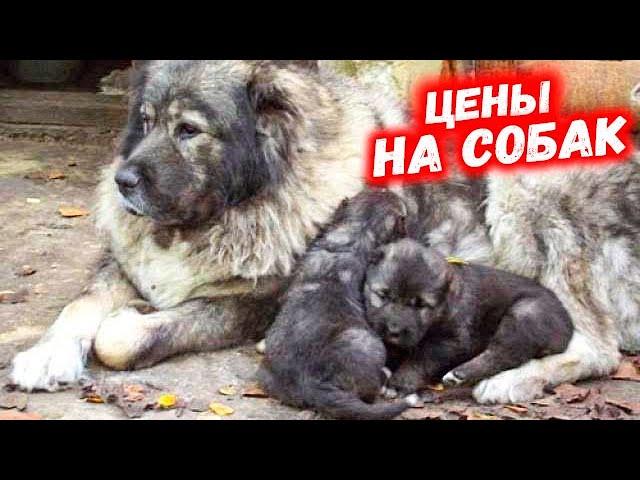 СОБАЧИЙ РЫНОК В ТАШКЕНТЕ ЯНГИАБАД. ИТ БАЗАР