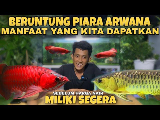 KUNCI Manfaat memelihara ikan ARWANA FAKTA atau MITOS tapi pada jenis ikan arwana ?