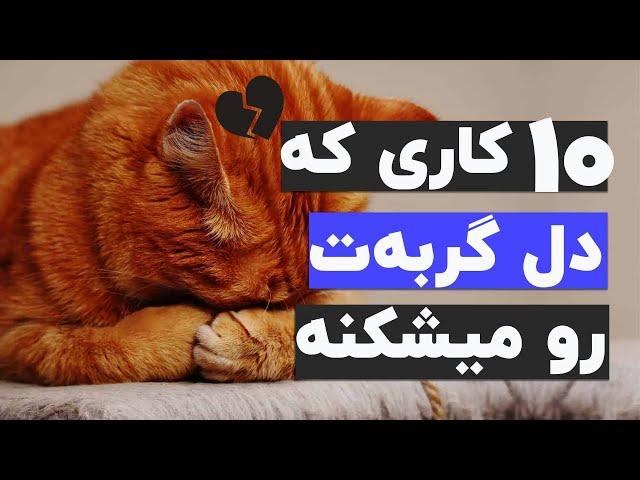 با انجام این ۱۰ تا کار، احساسات گربه ات جریحه دار میشه!