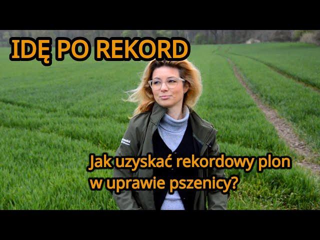 Jak uzyskać rekordowy plon w uprawie pszenicy? Idę po rekord #2