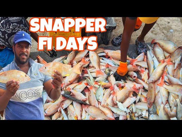 EPIC 6HRS LANE SNAPPER FISHING WITH THE SNAPPER PROS, NET FISHING‼️