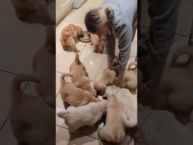 Hilarious and cute hungry golden retriever puppies. #goldenretriever #puppy #goldie #cuteanimals