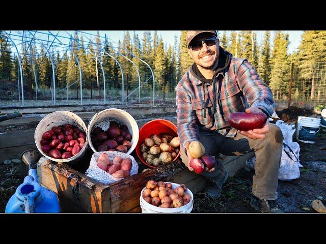 Annual Potato Harvest, Planting Garlic & Putting the Garden to Bed | Saying Goodbye to a Friend