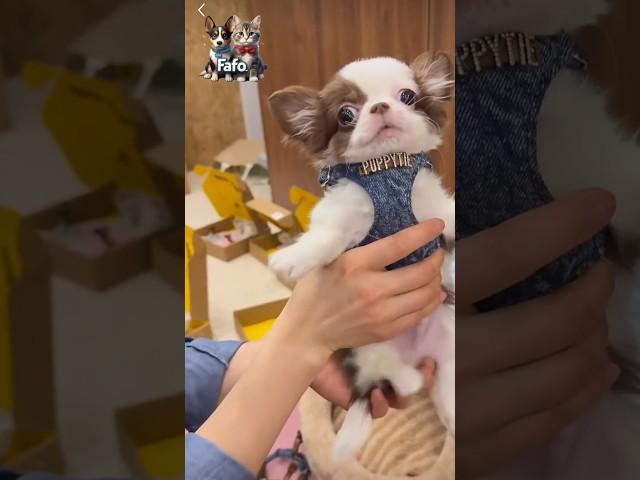 #shots#See how this little dog is getting ready#Look at this little dog looking so#cute#dog funny