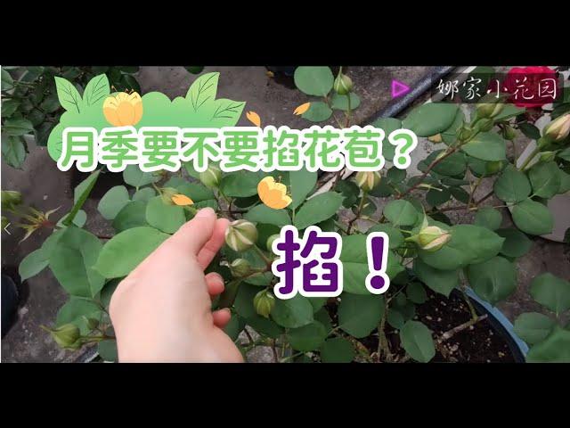 月季要不要掐花苞之更进阶的玩法——掐 Do roses need to pinch flower buds? A more advanced gameplay - pinch