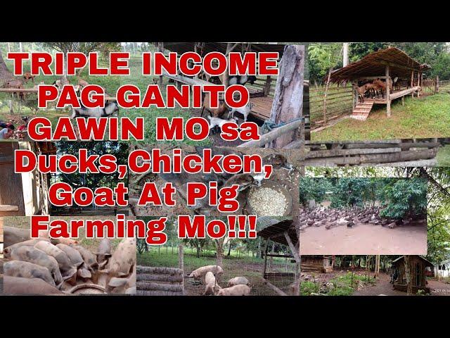 Triple Income Sa Ducks Chicken Goats And Pig Farming Kung Ganito Paraan Mo