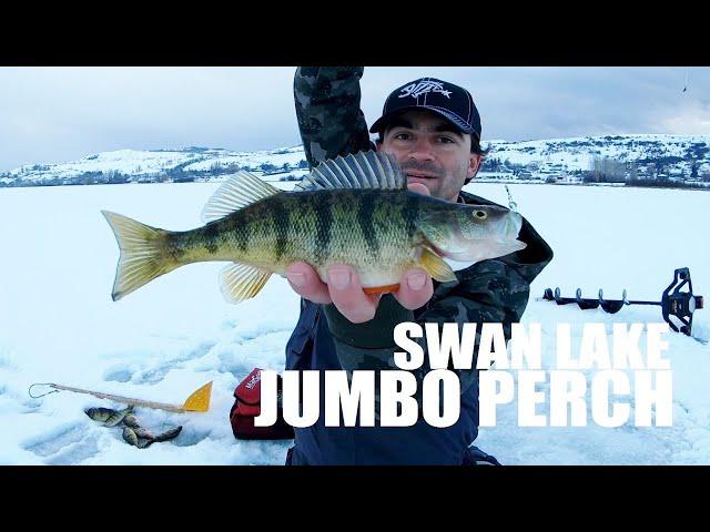 How to Ice Fish For Jumbo Perch Jigging Spoons Tips Underwater