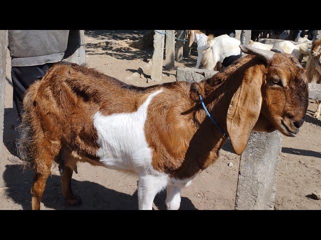 OBRAL KAMBING BUR  CROSS BUR F 1 DAN F2 BUNTINGAN KOMLIT WES MURAH SAJA