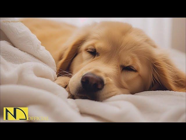 20 HOURS of Dog Calming Music For DogsAnti Separation Anxiety ReliefDog Sleep Music NadanMusic