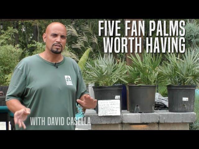 Five Fan Palms Worth Having