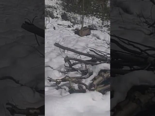 food forest under snow Elderberries POP'n