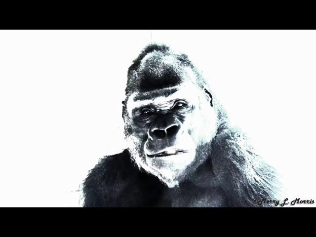 Philadelphia Zoo Gorilla Kuchimba - Special effects video