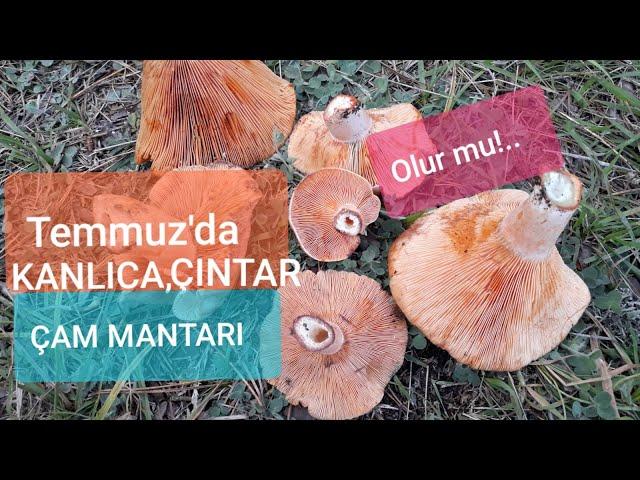 Yaz Mevsiminde Kanlıca, Çıntar, Çam Mantarı Olur mu?