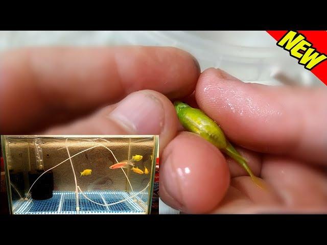 How to spawn danio glofish and express caviar!