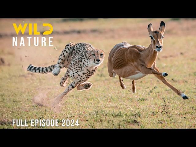 CHEETAHS | Lords of Speed and Shadows | Animal documentary