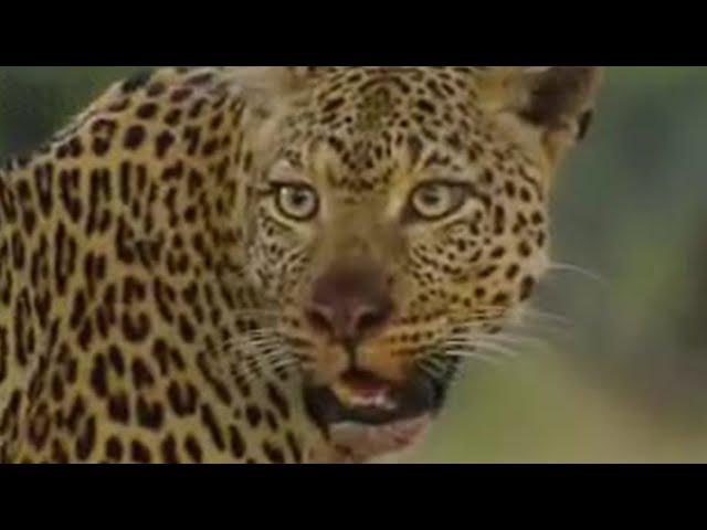 LEOPARDS vs ZEBRA | BBC Studios