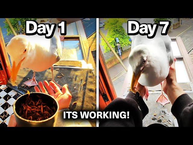 Trying To Hold My Pet Seagull For 7 Days!