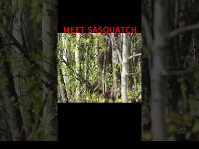 The Real Sasquatch is not what you THINK