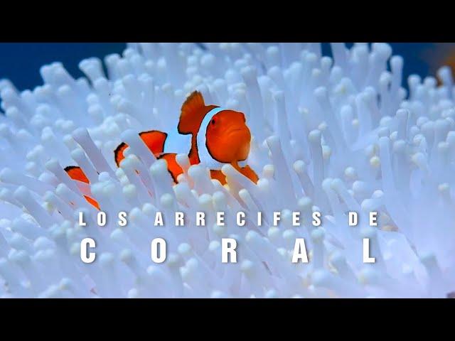 LOS ARRECIFES DE CORAL | El paraíso marino | mini documental tan natural