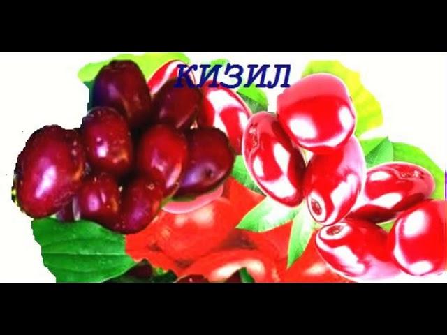 Ягода, обманувшая злого духа/Berry, deceived the evil spirit