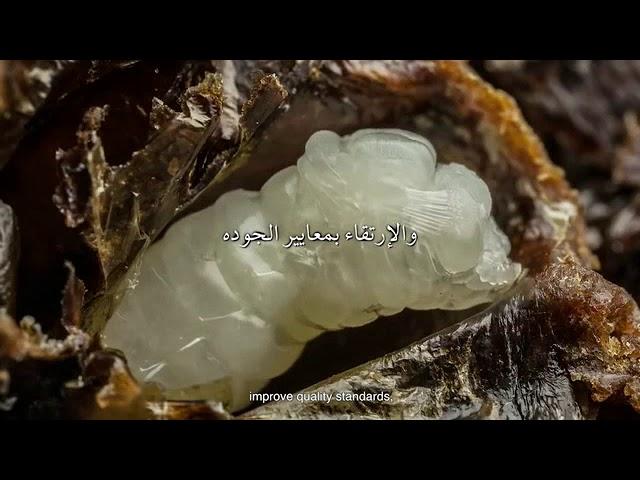 Conference Opening | Arab Beekeeping Union | Video Editors cut