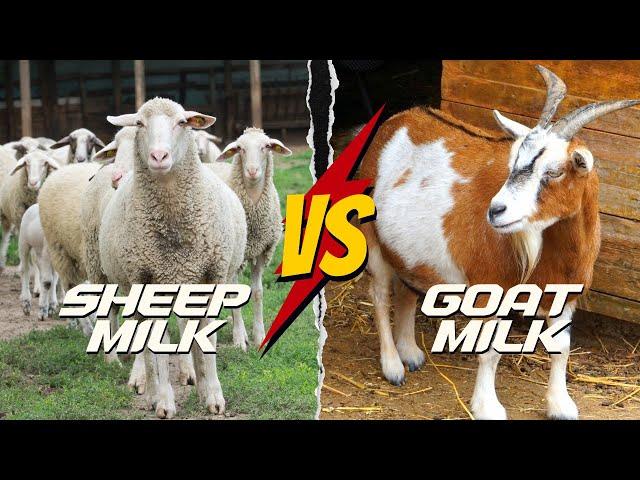 SHEEP MILK VS GOAT MILK: WHICH IS THE HEALTHIER CHOICE?