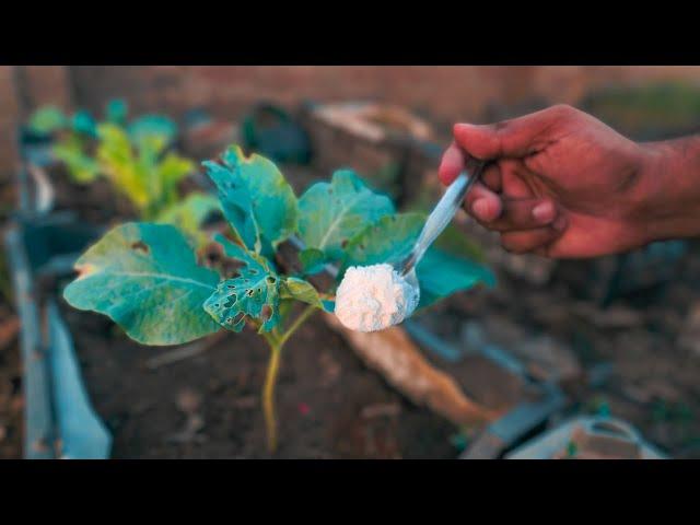 This white powder will make your vegetable grow like crazy and kill pests in no time