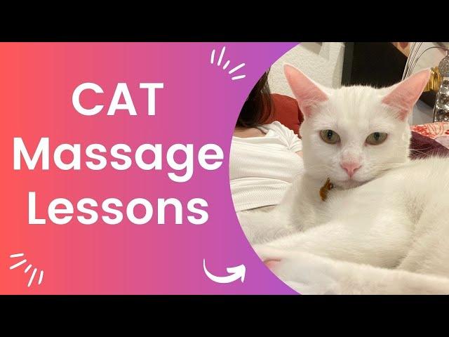 Important Cat Massage Lessons I Learned from A Cat