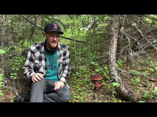 Foraging for Rocky Mountain Porcini (Boletus rubriceps) in Colorado