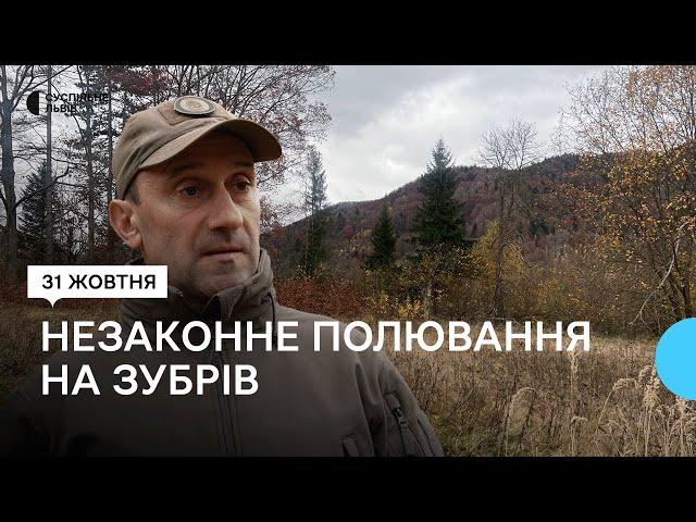 На Львівщині незаконно вполювали двох червонокнижних зубрів: в поліції відкрили кримінальну справу