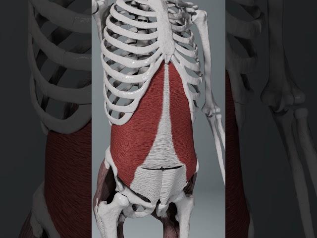 transversus abdominis abdominal breathing #abdomen #breathing  #muscle #anatomy #biomechanics