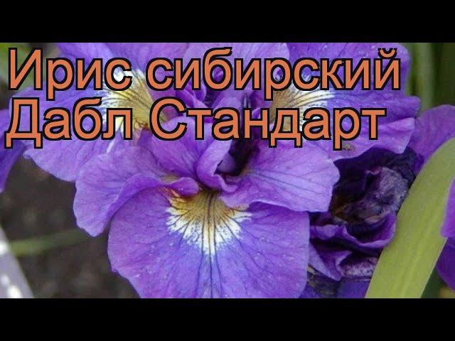 Ирис сибирский Дабл Стандарт (iris sibirica)  обзор: как сажать, рассада ириса Дабл Стандарт