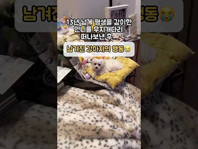 홀로 남겨진 강아지의 행동 평생을 같이한 언니가 무지개다리 건넌걸 아는걸까…. ㅠ #펫로스증후군 #이별 #슬픔