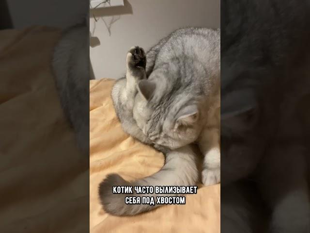 Первые признаки мочекаменной болезни у кошек. Проверь свою кошку #коты #котики #кот