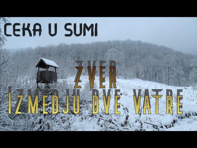 ZVER - Ceka u sumi-Izmedju dve vatre (Jeziva horor drama) Radio Drama