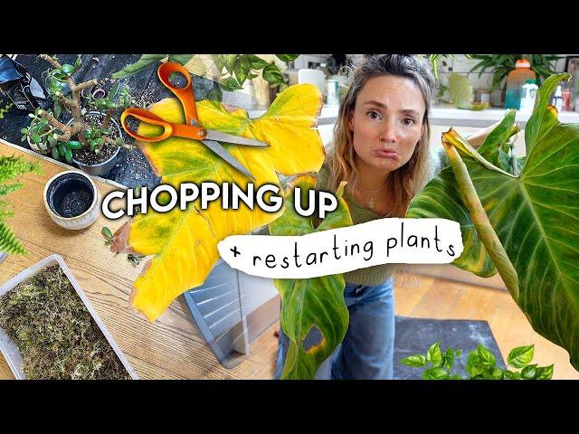 Restarting My Struggling Plants ️ Chop, Prop + Repot With Me