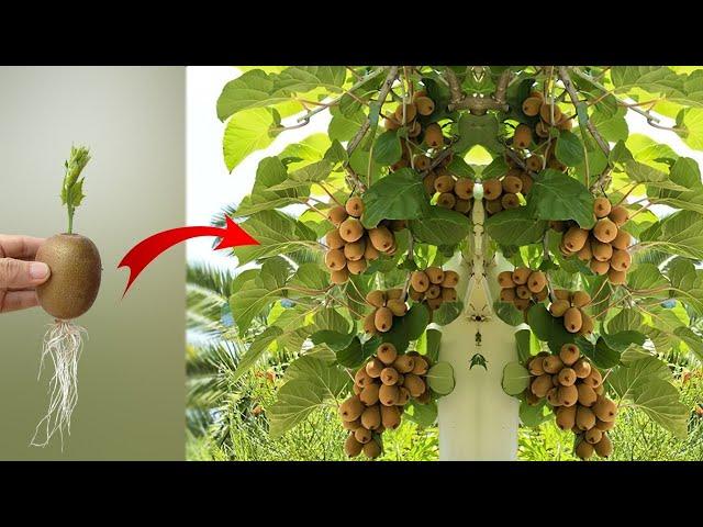 The simplest and most effective way to propagate Kiwi fruit. Harvest all year round