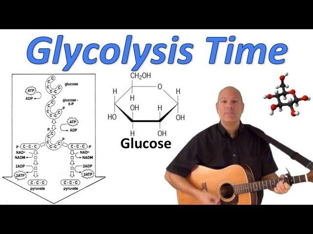 Glycolysis Time