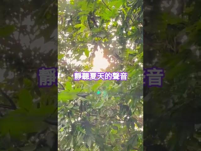 ●午後陽光斜，樹下蟬鳴，微風輕吹，鳥語花香。#夏天 #蟬 #鳥