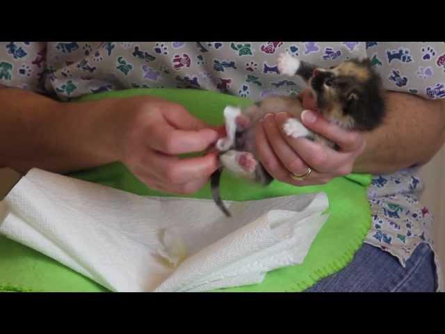 Orphaned Kitten Care: How to Videos - How to Stimulate an Orphaned Kitten to Urinate and Defecate