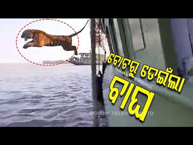 Tiger Jumps Into Water During Rescue Mission In Sundarbans