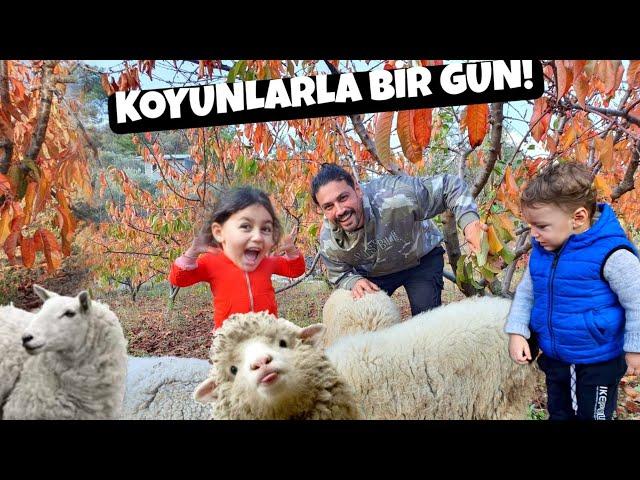 YÜSRAYA SÜRPRİZ YAPTIK! BAHÇEMİZE KOYUN ALDIK!