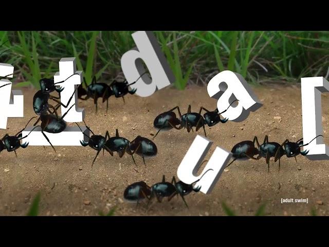 Ants