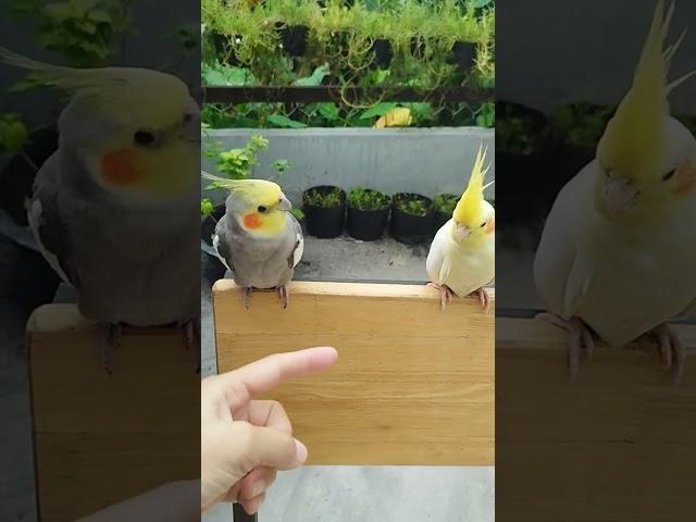 Lulu and girlfriend having good time in the morning  #birds #cockatiel