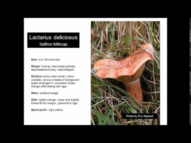 Good Bad and Ugly Fungi of Australia - Saffron Milkcap - Lactarius Deliciosus