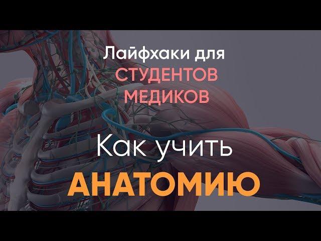 Лафхаки для студентов медиков | 1 курс | Как лучше учить анатомию | 5 советов