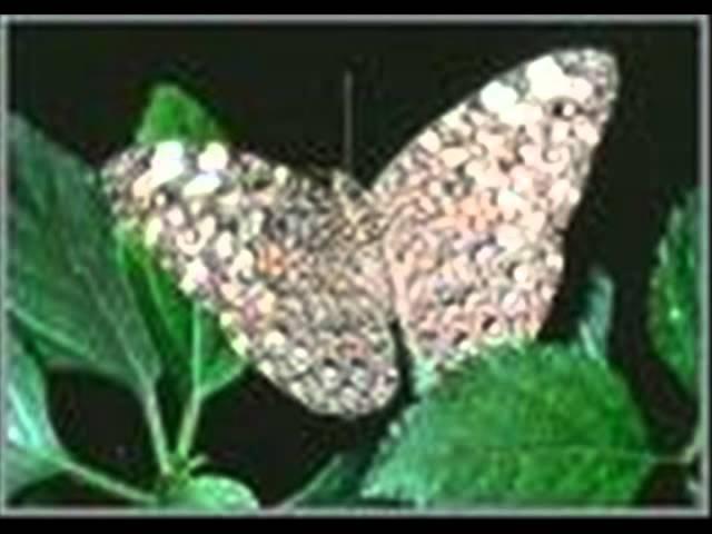The Enchanting Butterflies